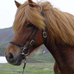  ~Icelandic Horse~