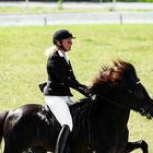 icelandic horse