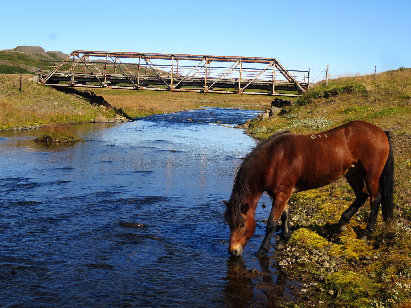 Icelandic horse