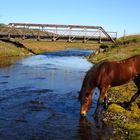 Icelandic horse