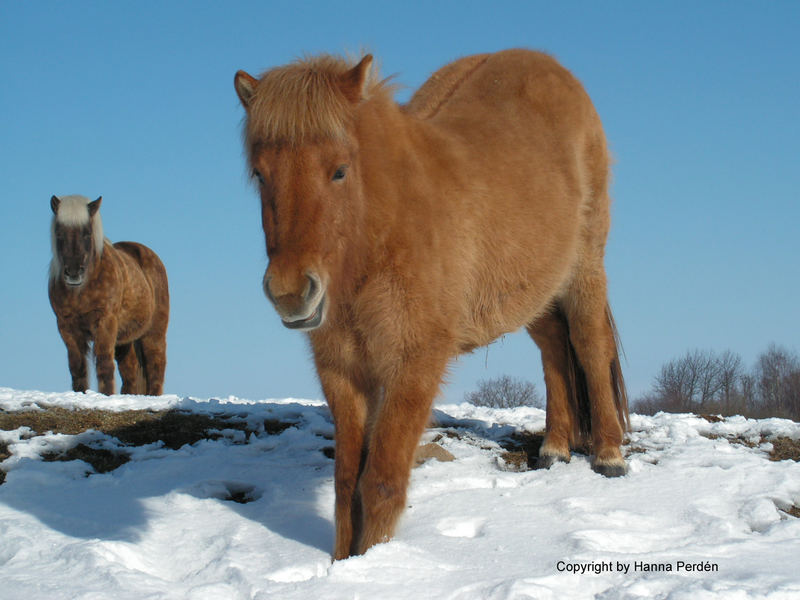 icelandic horse