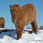 icelandic horse