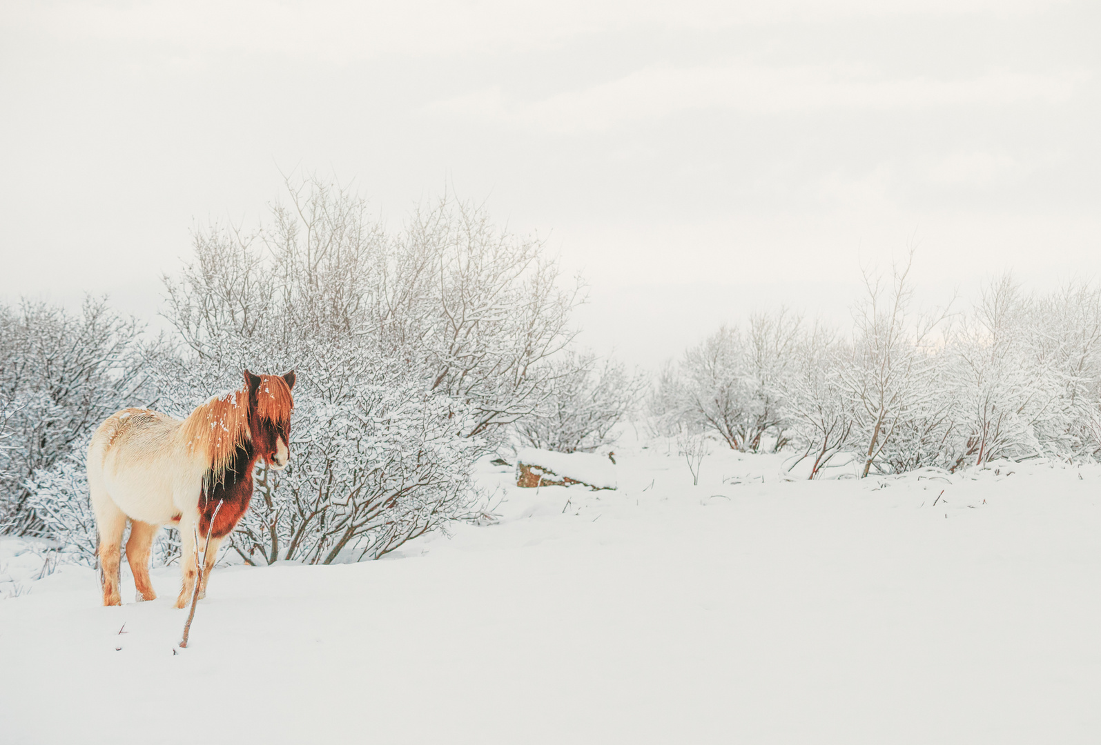 Icelandic horse and snow