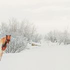 Icelandic horse and snow