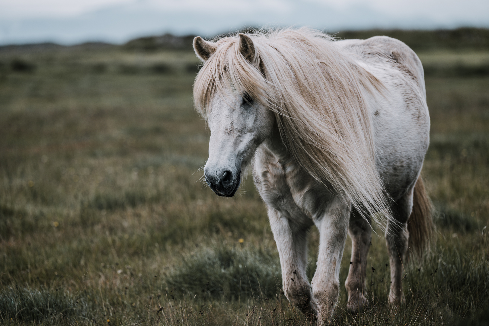 Icelandic horse