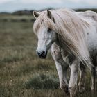 Icelandic horse