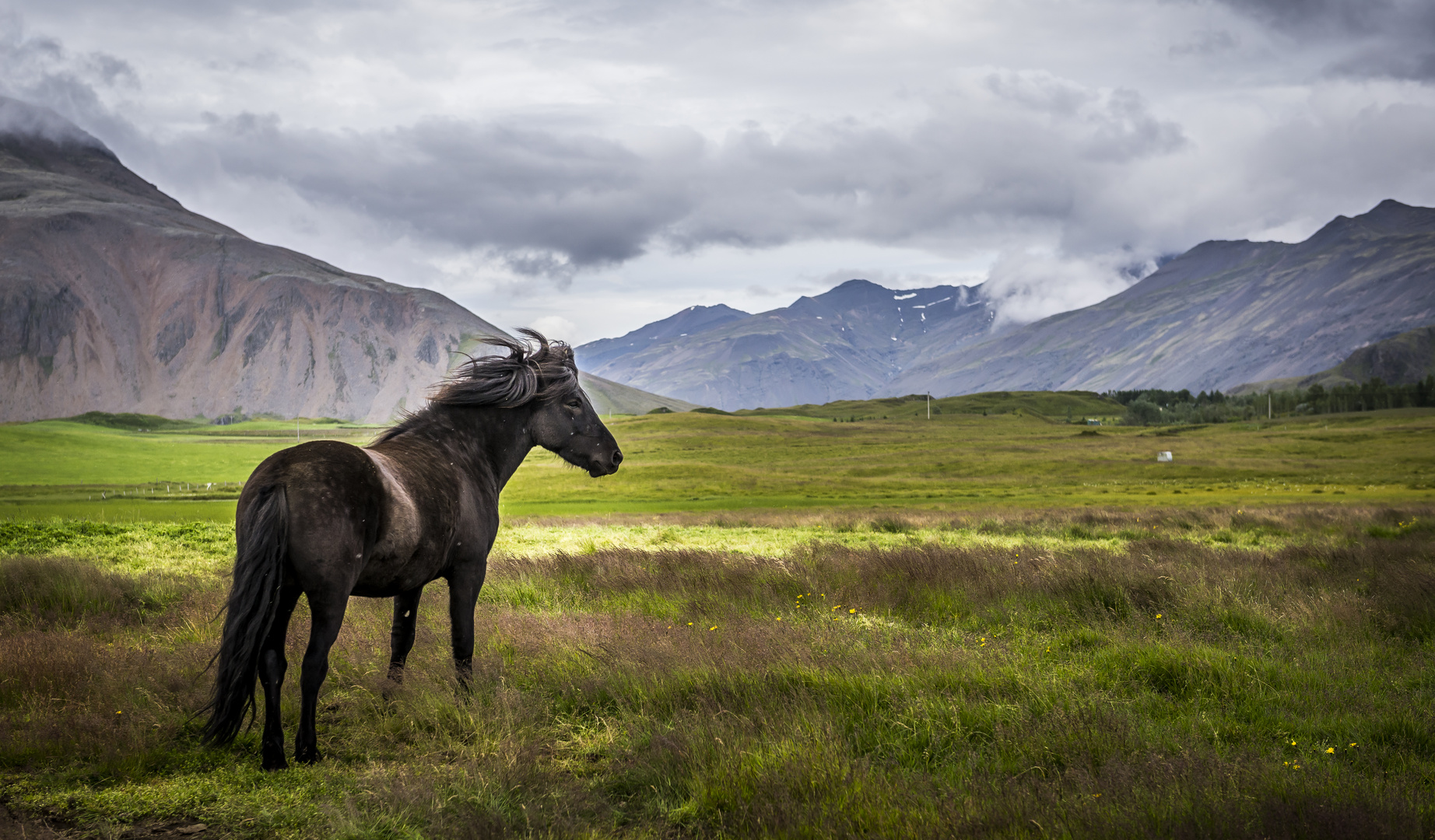 icelandic horse