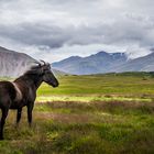 icelandic horse