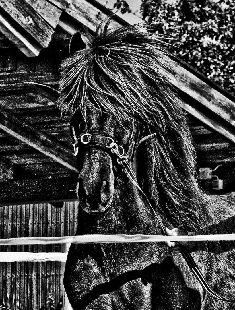 Icelandic Horse