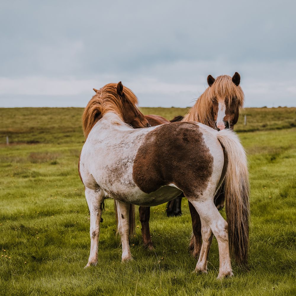 Icelandic horse couple