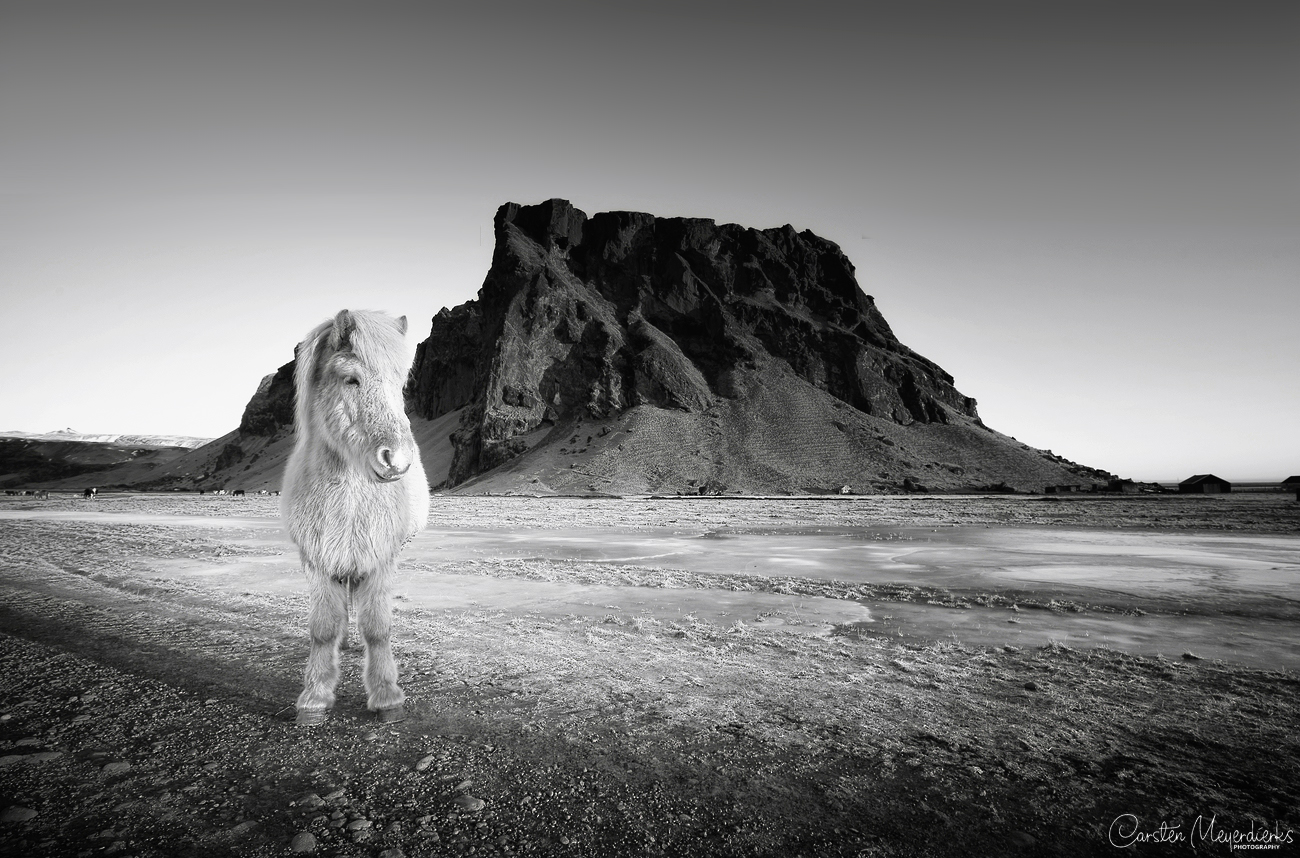 Icelandic Horse