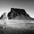 Icelandic Horse