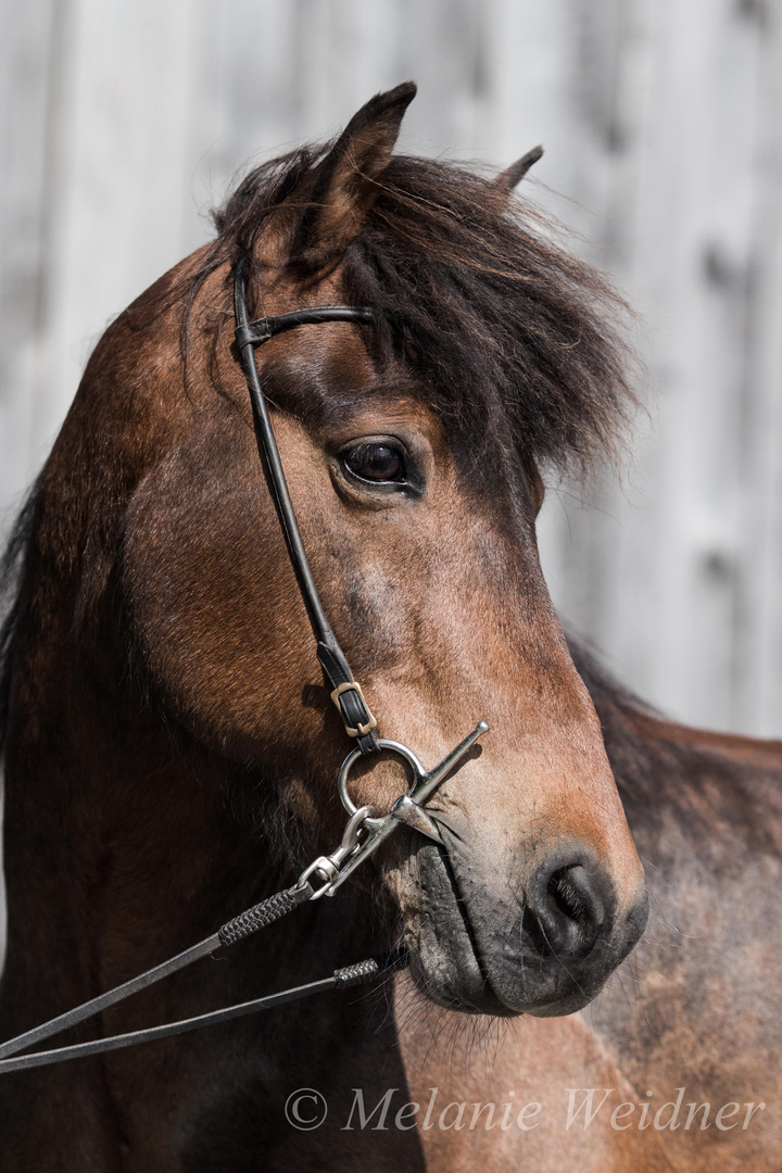 Icelandic Horse