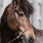 Icelandic Horse