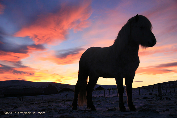 Icelandic horse