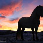 Icelandic horse