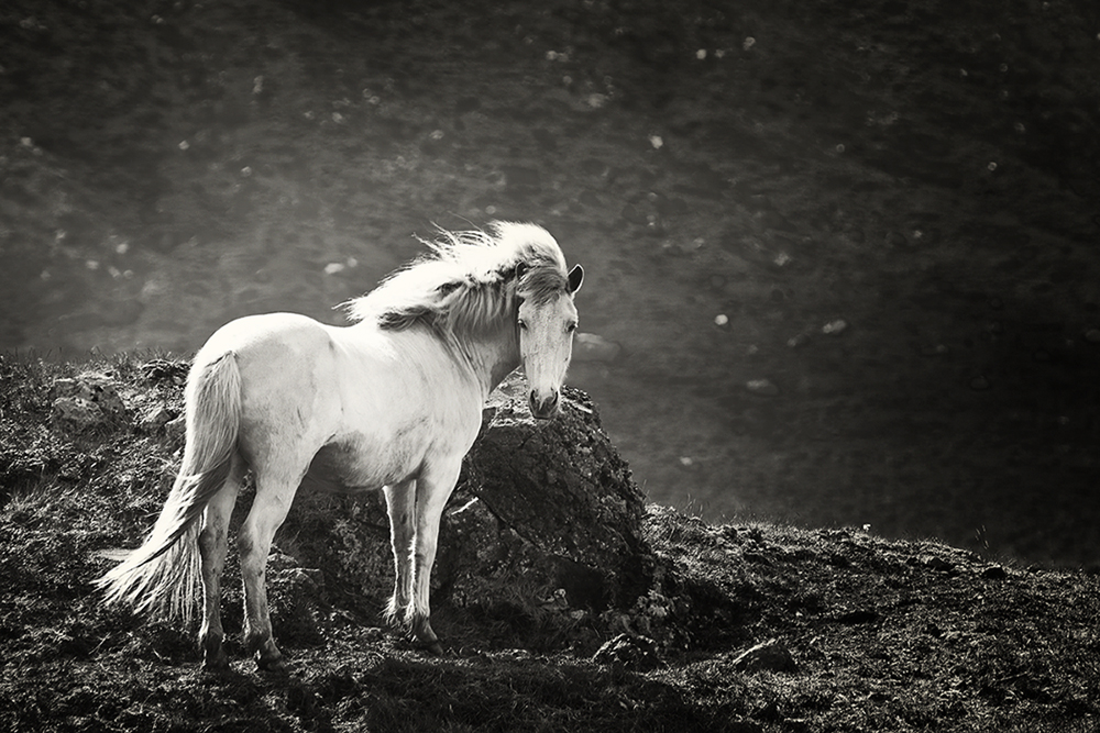 Icelandic Horse