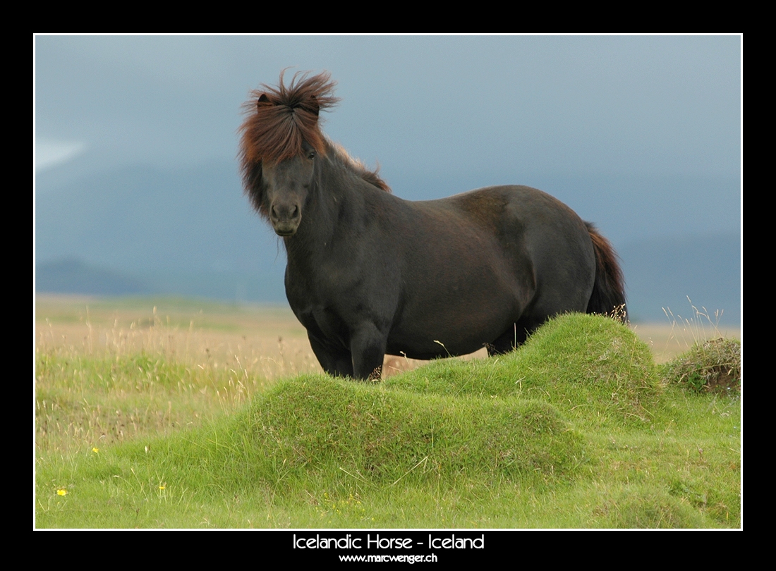 Icelandic Horse - Iceland