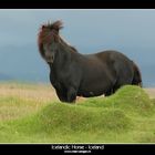 Icelandic Horse - Iceland