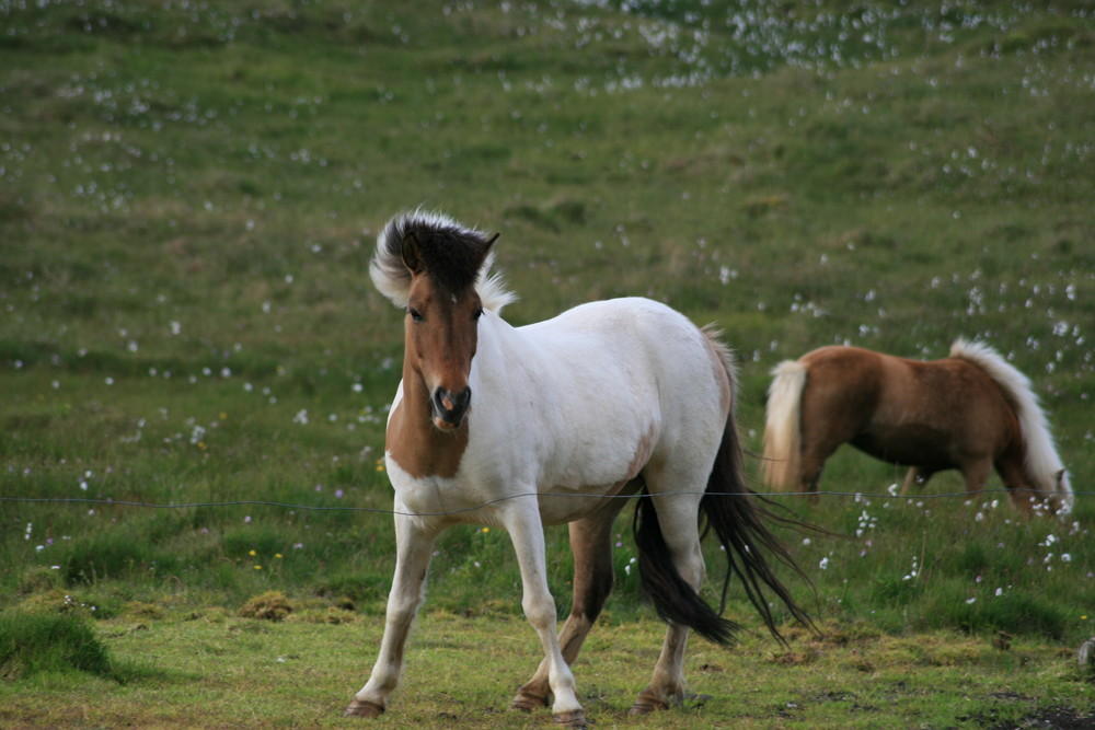 Icelandic Horse - Knows How to Pose!