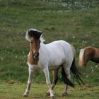 Icelandic Horse - Knows How to Pose!