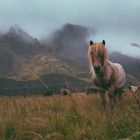 icelandic horse - raw beauty