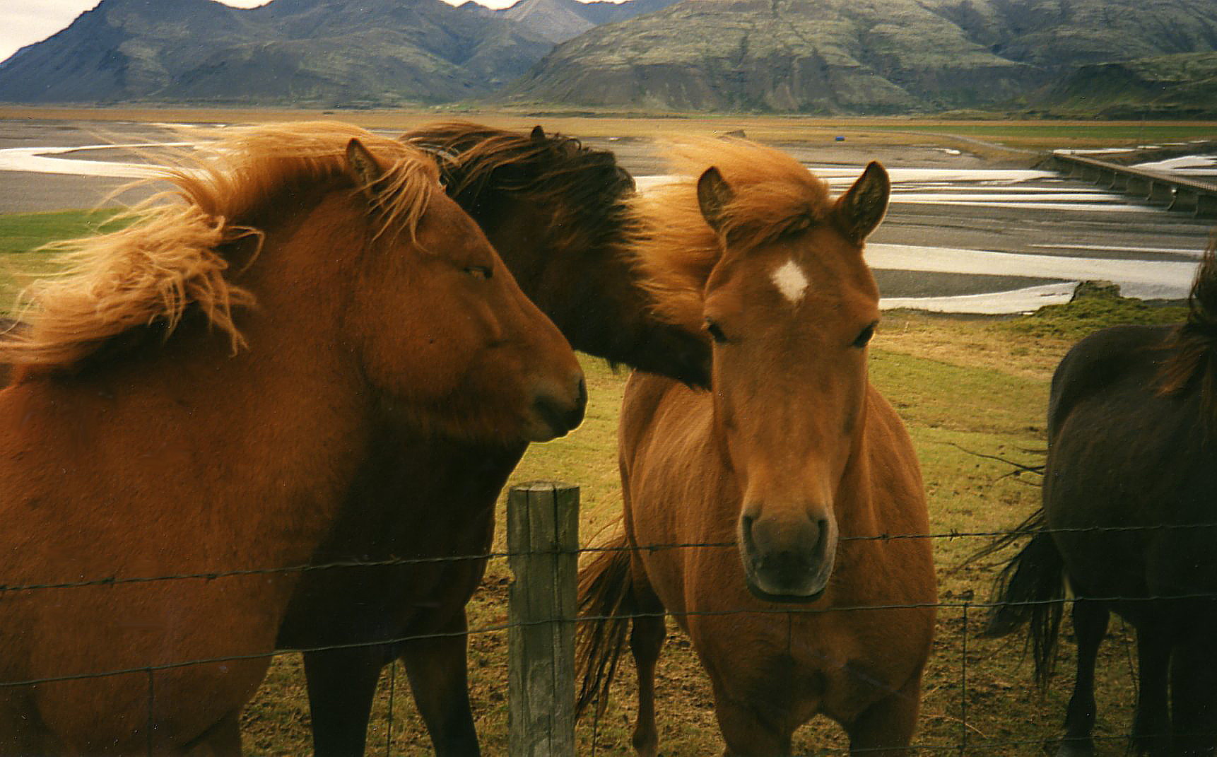 Icelandic horses