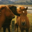 Icelandic horses