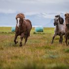  Icelandic horses 