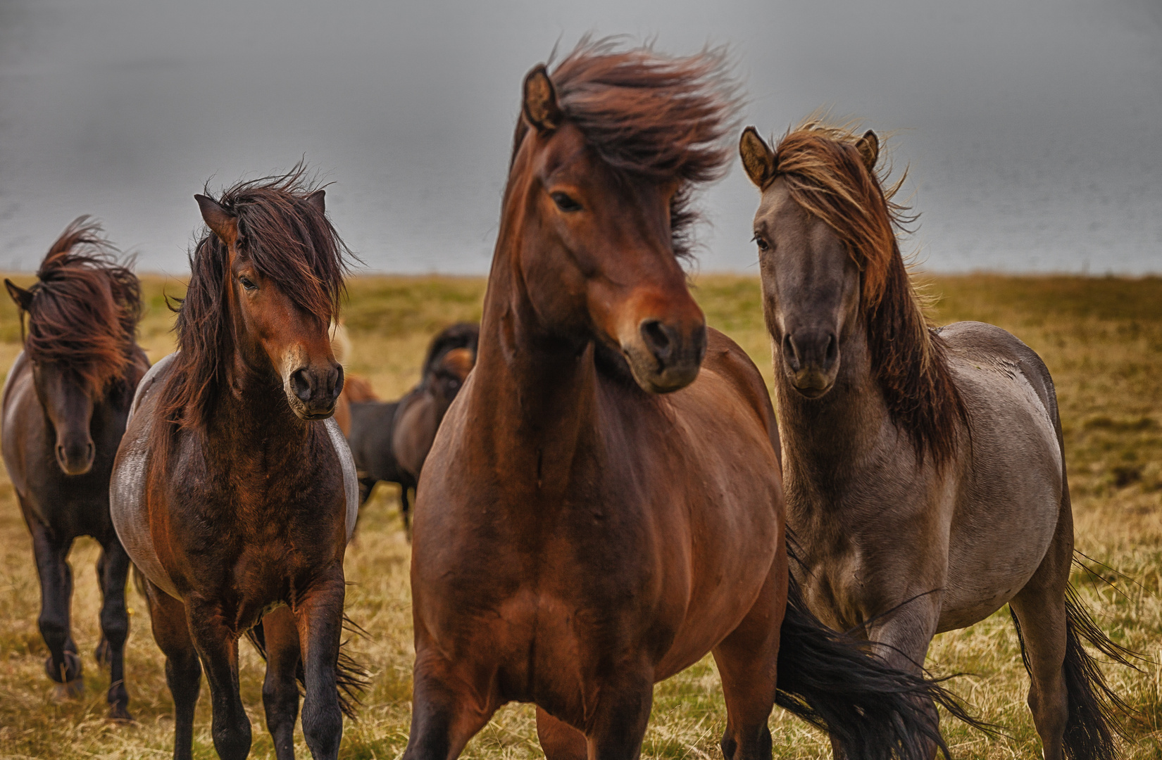 Icelandic horses