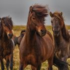 Icelandic horses