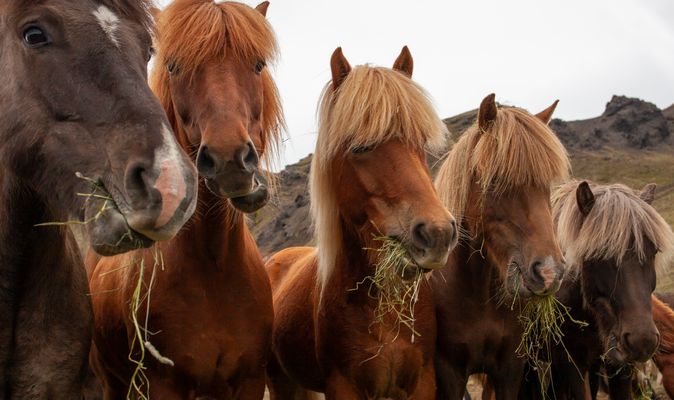 Icelandic horses