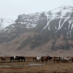 Icelandic Horses