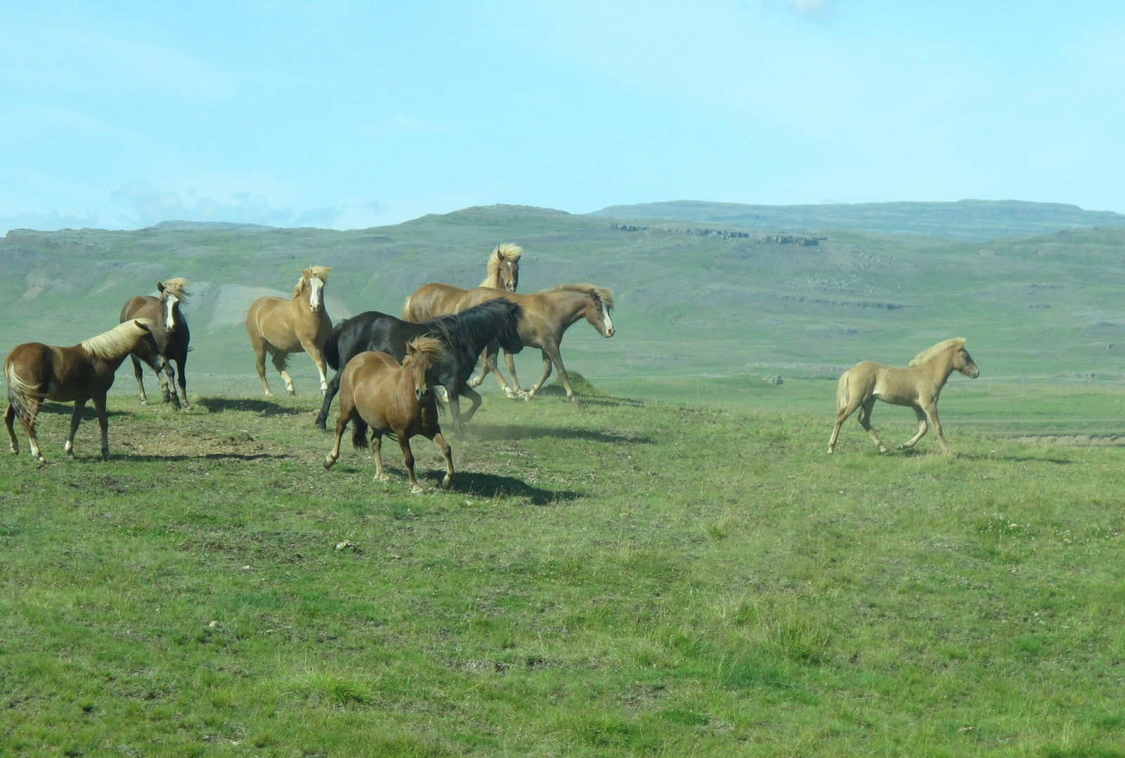 icelandic horses