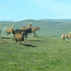 icelandic horses