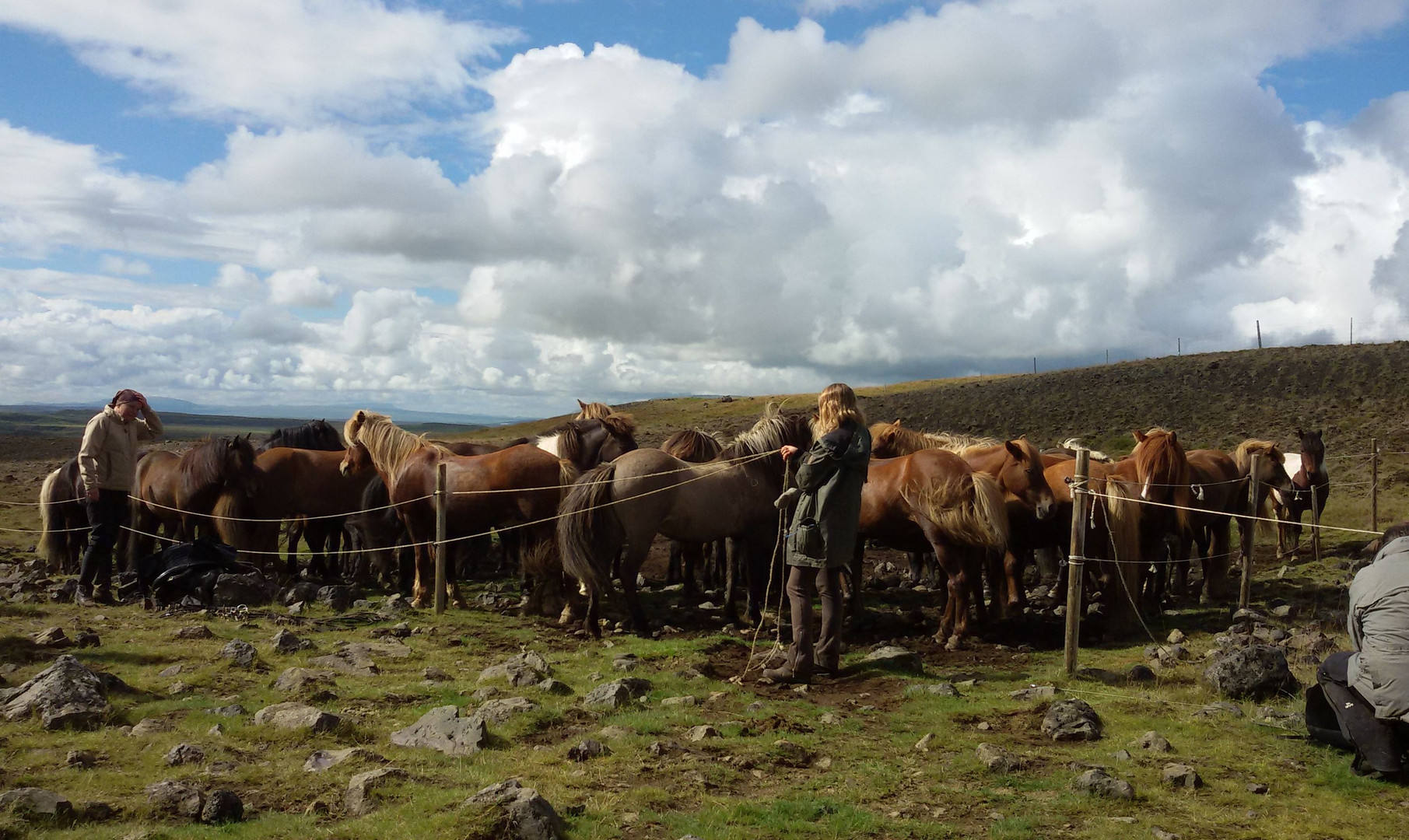 Icelandic Horses