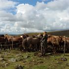 Icelandic Horses