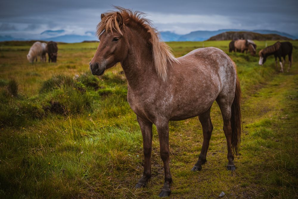 Icelandic horses II