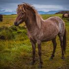 Icelandic horses II