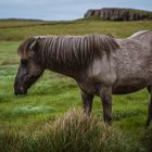 Icelandic horses III