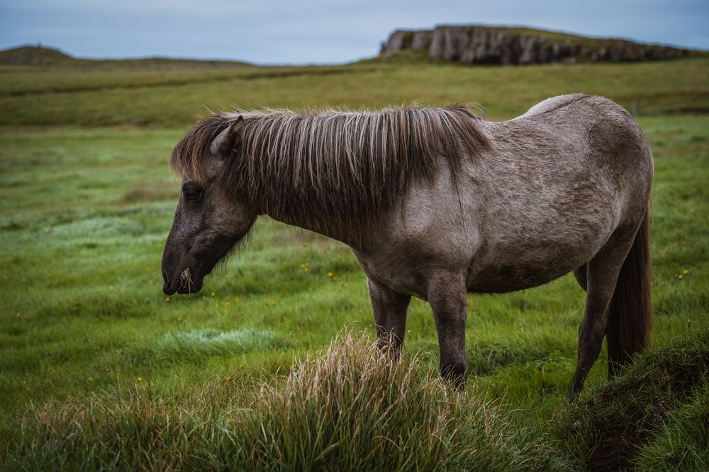 Icelandic horses III