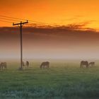 Icelandic Horses in the Fog
