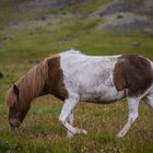 Icelandic horses IV