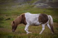 Icelandic horses IV