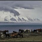 Icelandic Horses near Svalbardseyri