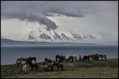 Icelandic Horses near Svalbardseyri