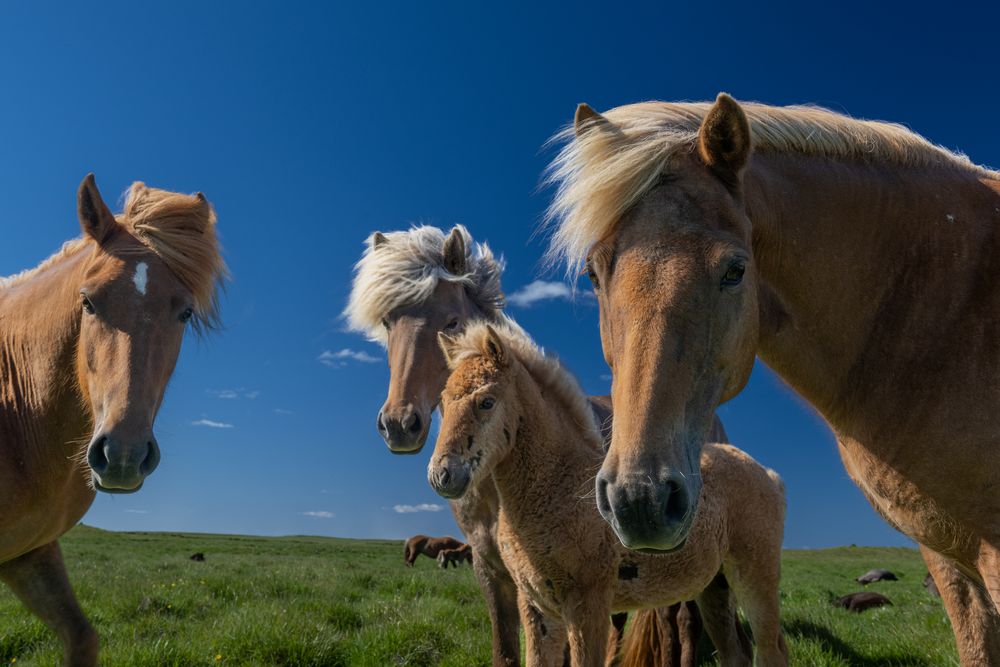 Icelandic horses simply the best! Foto & Bild tiere, haustiere
