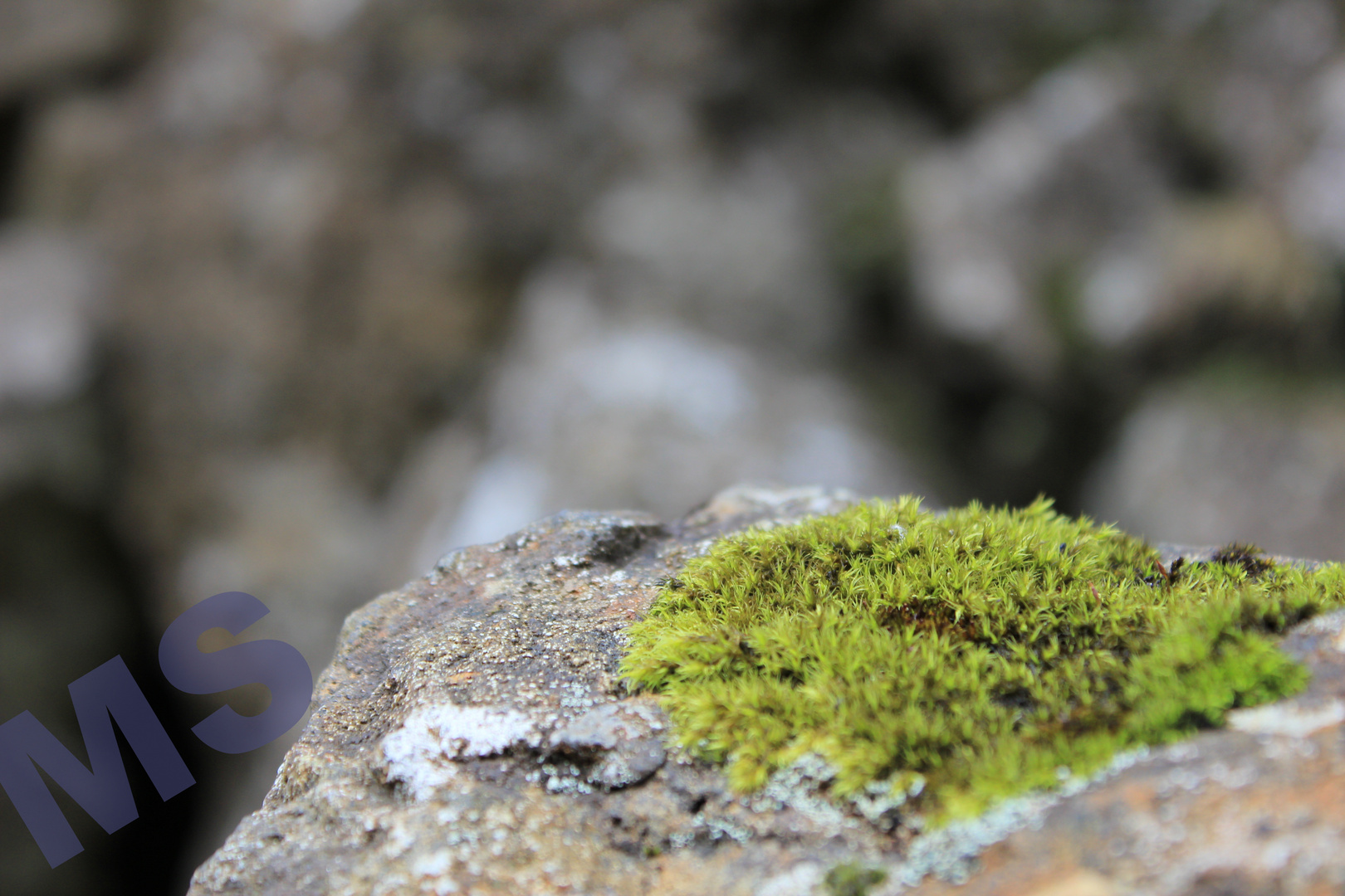 icelandic moss