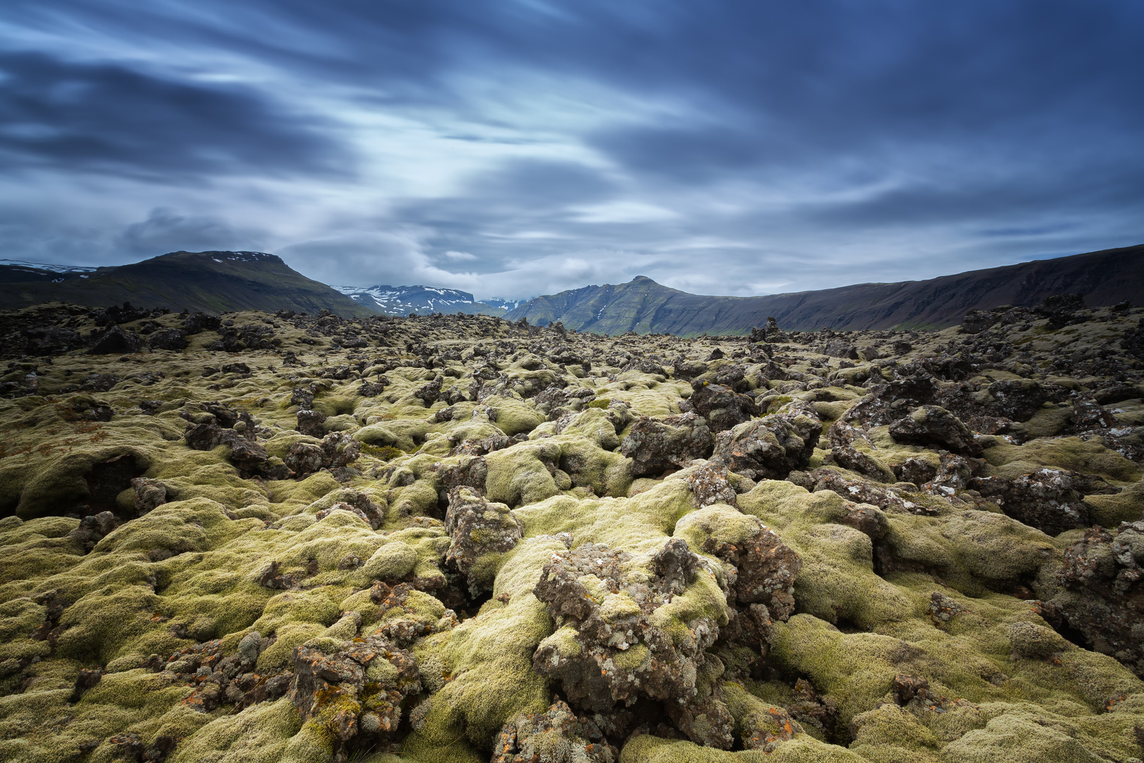 Icelandic Moss.