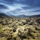 Icelandic Moss.